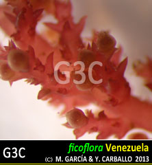 Acanthophora spicifera Acanthophora spicifera