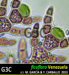 Acrothamnion butlerae Acrothamnion butlerae