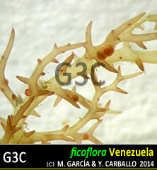 Hypnea cornuta Hypnea cornuta